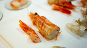 Tracking the Aussie prawn