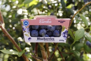 Paper-based punnets, proven performance