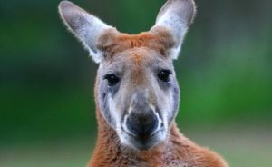 'Save the roo' Aussie-made campaign hops on