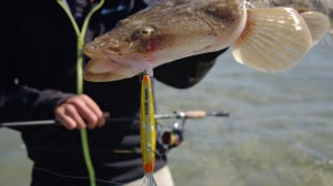 VIDEO: Shallow water flathead on the Nomad Design Styx Minnow