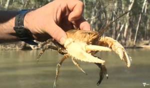 VIDEO: Conserving a Murray River icon