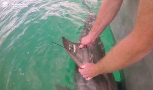 VIDEO: NSW DPI shark tagging