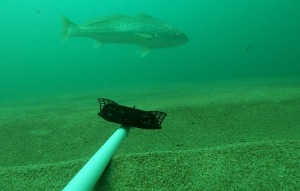 VIDEO: Bunbury reef fish species