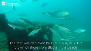 VIDEO: Swansea artificial reef