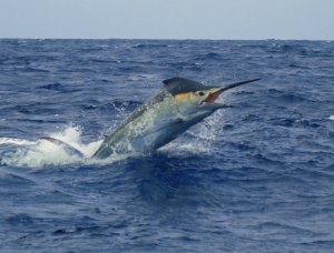 VIDEO: On The Edge &ndash; Official Trailer