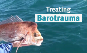 VIDEO: Fisheries Queensland &ndash; Treating barotrauma