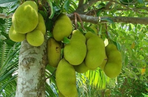 Unlocking the potential of Australia's jackfruit industry