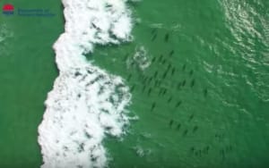Watch drones detecting sharks at Lighthouse Beach
