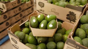 Opal invests $140m in modern packaging plant 