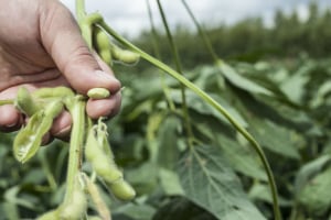$4m partnership for plant-based protein development
