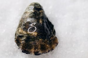 Brand marks etched on Aussie oyster shells