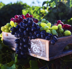 T&G Global performance &ldquo;improving&rdquo;