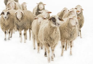 South American, Saudi JV buys Aussie Lamb Co