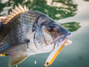 Bream trends: How to catch bream on lures