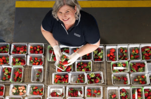 $11.5m project develops strawberries to be picked by bots