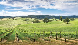 Winemaking Tasmania acquired, renamed