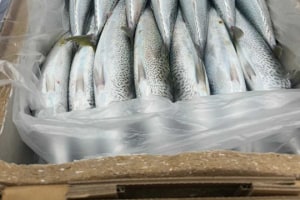Soueast Visycell trial: A fresh catch for cold chain