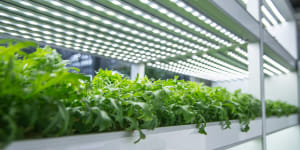 IoT company to light up medical cannabis