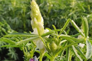 Wide Open Agriculture pushes lupin project