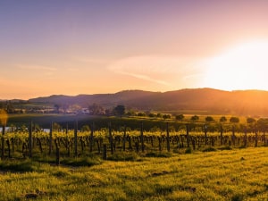 Sustainability workshops for Victorian wine growers