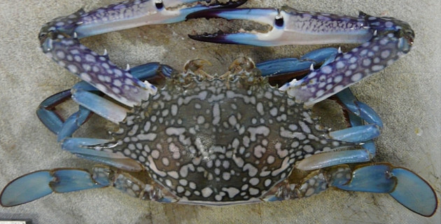 best bait for blue swimmer crabs