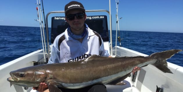 REPORT: October in Hervey Bay sees black marlin and cobia fire up - Fishing World