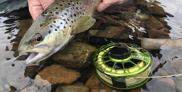 NSW trout season opens - Fishing World