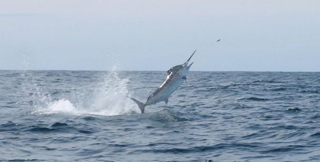 NSW South Coast Marlin Madness! - Fishing World
