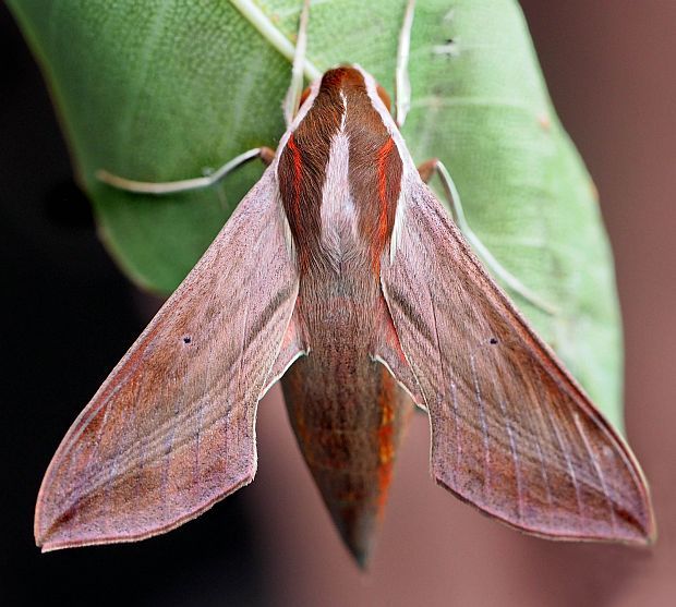 Hawk Moth