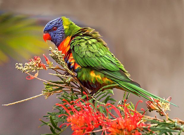 Angry Rainbow Lorikeet