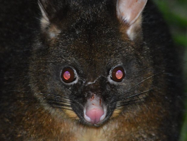zombie possum