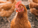 Omnicom wins Baiada poultry pitch 