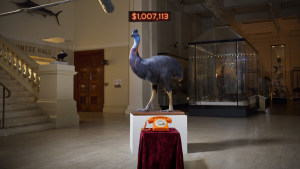 The Australian Museum ‘Spokespecimens’ via Howatson+Company 