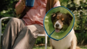 RSPCA Pet Insurance 'We Know Animals' via Saatchi & Saatchi