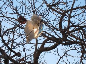 South Australia's ban on provision of free plastic bags in supermarkets has had an unintended effect - households are buying more plastic bin liners.