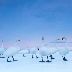 Second Prize Nature Stories: Whooper Swans at dawn, Hokkaido, Japan, January. Stefano Unterthiner, Italy, for National Geographic magazine.
