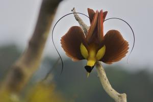 Birds Of Paradise