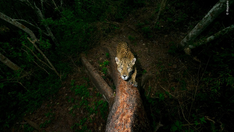 Signature tree by Alejandro Prieto, Mexico. Winner 2018, Wildlife Photojournalist Award: Story. A male jaguar sharpens his claws and scratches his signature into a tree on the edge of his mountain territory in the Sierra de Vallejo in Mexico’s western state of Nayarit. The boundary-post has been chosen with care – the tree has soft bark, allowing for deep scratch marks that are a clear warning, backed by pungent scent, not to trespass. Alejandro set up his custom-built camera trap some 6 metres (20 feet) up the tree and returned every month to change the batteries. Eight months elapsed before the jaguar eventually returned to this corner of his realm to refresh his mark.
