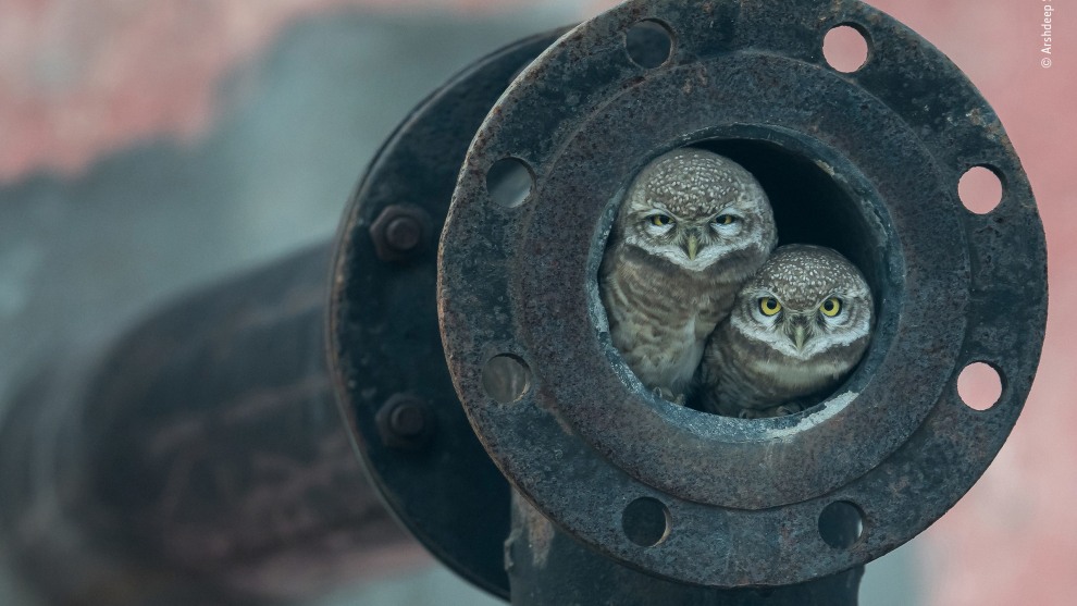 Pipe owls by Arshdeep Singh, India. Winner 2018, 10 Years and Under. Huddled together at the opening of an old waste-pipe, two spotted owlets look straight into Arshdeep’s lens. He and his father had been driving out of Kapurthala, a city in the Indian state of Punjab, going on a birding trip, when he saw one of them dive into the pipe. His father didn’t believe what he’d seen but stopped the car and backed up. It wasn’t long before one of the owlets popped its head out. Guessing this might be a nest site and keen to photograph such an unusual setting, Arshdeep begged to borrow his father’s camera and telephoto lens. Using skills accrued from photographing birds since he was six years old, Arshdeep rested the lens on the car’s open window and waited.