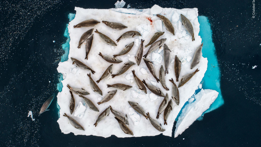 Bed of seals by Cristobal Serrano, Spain. Winner 2018, Animals in their environment. A small ice floe in the Errera Channel at the tip of the Antarctic Peninsula provides barely enough room for a group of crabeater seals to rest, and the cracks are starting to show. It’s the end of summer in the Antarctic, and so sea ice here is in short supply.