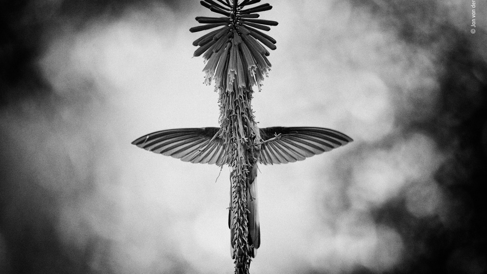 The vision by Jan van der Greef, The Netherlands. Winner 2018, Black and White. Perfectly balanced, its wings vibrating, its tail opening and closing, with its tiny feet touching the spike for just an instant, an eastern mountaineer hummingbird siphons nectar from the florets of a red-hot-poker plant. Positioned by the flower, Jan had anticipated the bird’s behaviour. For a number of days he had been stationed in the garden of his hotel in southern Peru, observing hummingbirds. He noticed that an eastern mountaineer – a species found only in Peru, characterized by its long, black-and-white forked tail – would rotate around the red-hot-poker spikes as it fed. He also saw that, when the bird moved behind a spike and its tail closed for a moment, a beautiful cross appeared. Determining to capture this strange vision, he staked out a spot underneath a single red-hot-poker plant (native to Africa, where it is pollinated by nectar‑drinkers such as sunbirds).
