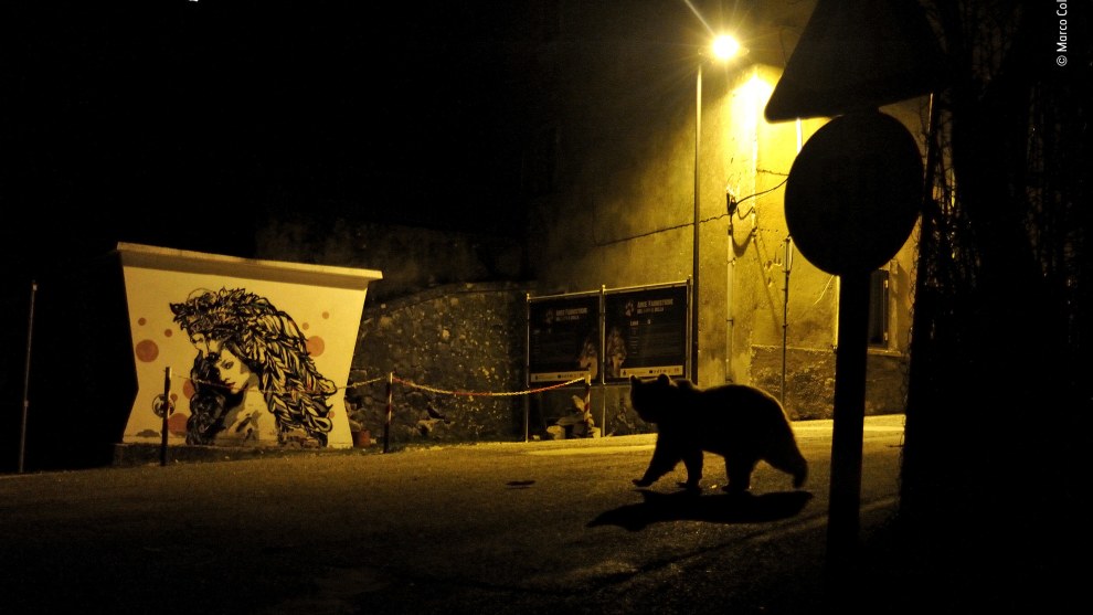 Crossing paths by Marco Colombo, Italy. Winner 2018, Urban Wildlife. A shadowy movement caught Marco’s eye as he drove slowly through a village in the Abruzzo, Lazio and Molise National Park in Italy’s Apennine Mountains. It was late evening, and he thought there was a chance that it might be a Marsican brown bear rather than a deer waiting to cross the road. Stopping the car, he switched off the lights to avoid stressing the animal. He had just a few minutes to change lenses and prepare to take a shot through the windscreen before the bear walked out of the shadows and across the road, disappearing into the dark of the woods.