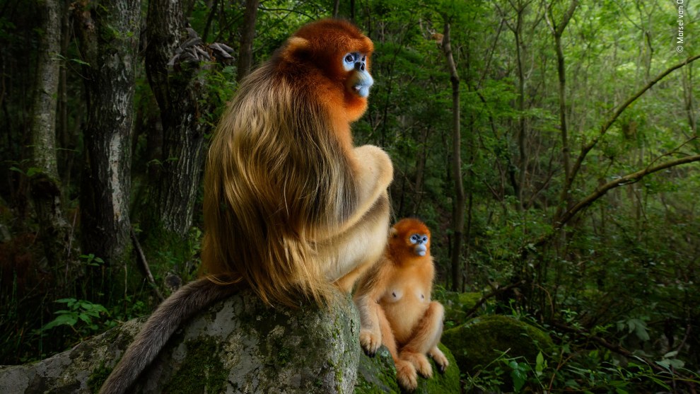 The golden couple by Marsel van Oosten, The Netherlands. Grand Title Winner 2018, Animal Portraits. A male Qinling golden snub-nosed monkey rests briefly on a stone seat. He has been joined by a female from his small group. Both are watching intently as an altercation takes place down the valley between the lead males of two other groups in the 50-strong troop. It’s spring in the temperate forest of China’s Qinling Mountains, the only place where these endangered monkeys live. They spend most of the day foraging in the trees, eating a mix of leaves, buds, seeds, bark and lichen, depending on the season.