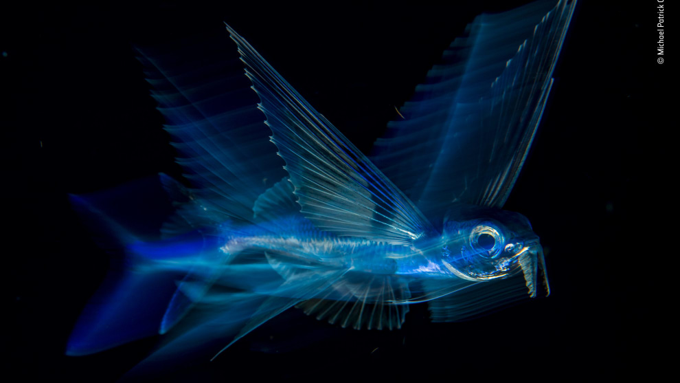 Night flight by Michael Patrick O’Neill, USA. Winner 2018, Under Water. On a night dive over deep water – in the Atlantic, far off Florida’s Palm Beach – Michael achieved a long-held goal, to photograph a flying fish so as to convey the speed, motion and beauty of this ‘fantastic creature’.