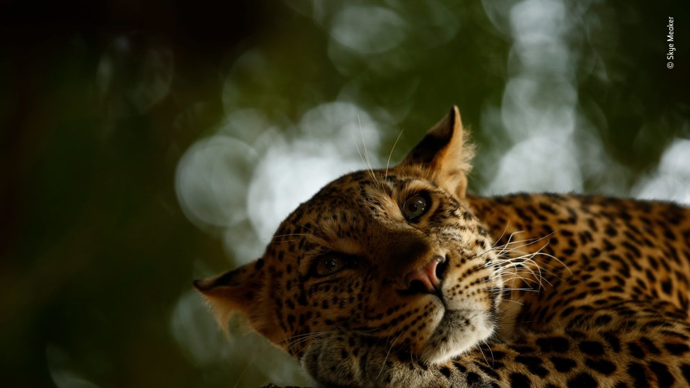 Lounging leopard by Skye Meaker, South Africa. Grand Title Winner 2018, 15-17 Years Old. Mathoja was dozing when they finally found her, lying along a low branch of a nyala tree. And she continued to doze all the time they were there, unfazed by the vehicle. ‘She would sleep for a couple of minutes. Then look around briefly. Then fall back to sleep,’ says Skye.
