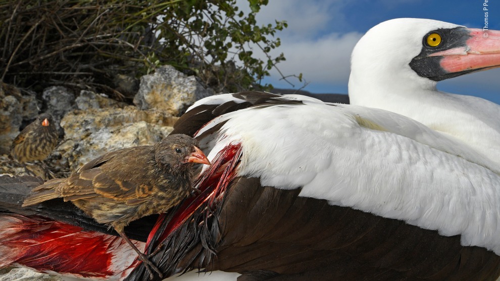 Blood thirsty by Thomas P Peschak, Germany/South Africa
Winner 2018, Behaviour: Birds. When rations run short on Wolf Island, in the remote northern Galápagos, the sharp-beaked ground finches become vampires. Their sitting targets are Nazca boobies and other large birds on the plateau. Boobies thrive here, nesting among dense cactus thickets and fishing in the surrounding ocean, but the finches have a tougher time. The island has no permanent water and little rainfall. The finches – among the species that inspired Darwin’s theory of evolution – rely on a scant diet of seeds and insects, which regularly dries up. Pecking away at the base of booby flight feathers with their sharp beaks – a trait that may have evolved from feeding on the birds’ parasites – they drink blood to survive. ‘I’ve seen more than half a dozen finches drinking from a single Nazca booby,’ says Tom. Rather than leave and expose their eggs and chicks to the sun, the boobies appear to tolerate the vampires.