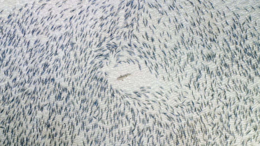 Winner, Blacktip shark by Adam Barker