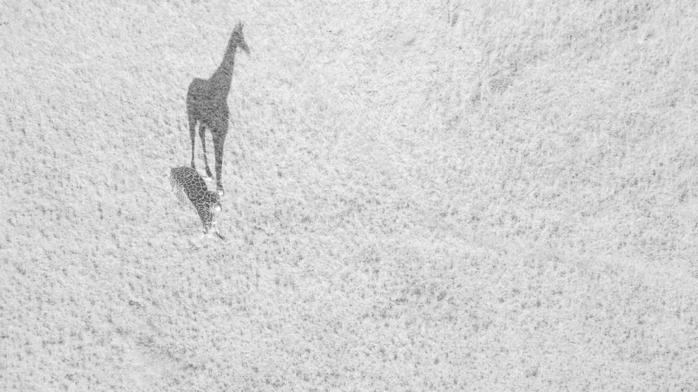 Runner up, Big shadow by Thomas Vijayen