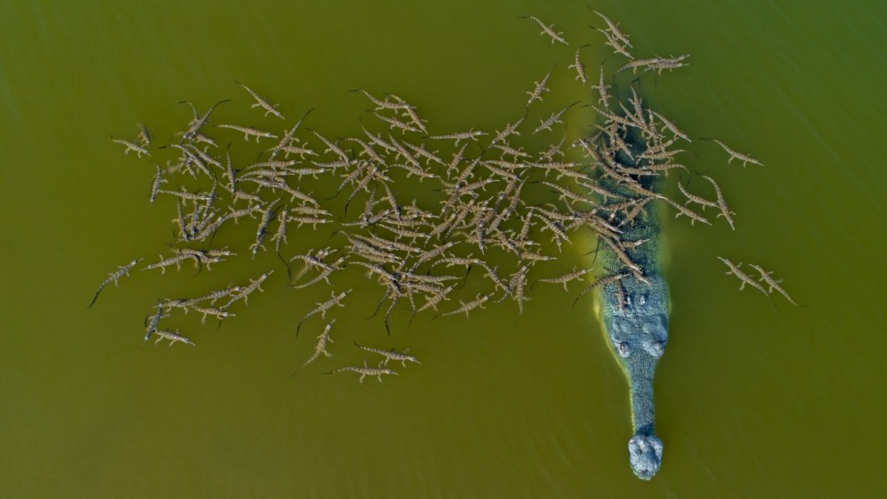 Runner up, responsible daddy gharial with babies by Dhritiman Mukherjee