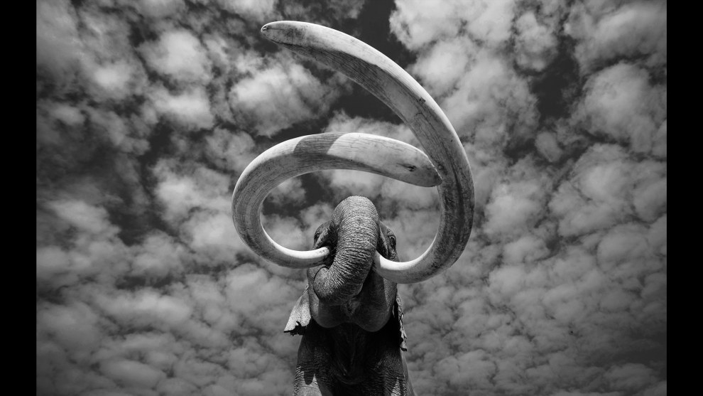 'When Mammoths Ruled the Earth,' by George Dian Balan. Winner, Animals Category, The Mono Awards 2025.